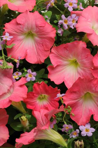 Photos von Blumenvarianten benutzt als: Topf, Beet, Terrasse 2 Combo Fuseables® Blue Dawn