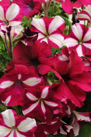 Photos von Blumenvarianten benutzt als: Topf, Beet, Terrasse 2 Combo Fuseables® Burgundy Starlight