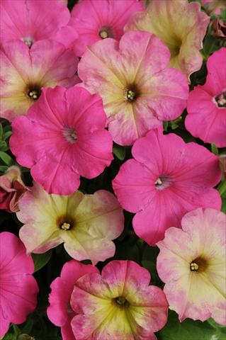 Photos von Blumenvarianten benutzt als: Topf, Beet, Terrasse 2 Combo Fuseables® Pink Dream