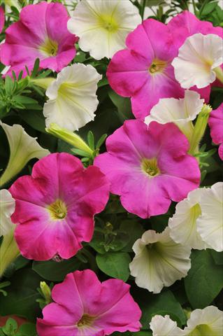 Photos von Blumenvarianten benutzt als: Topf, Beet, Terrasse 2 Combo Fuseables® Vogue