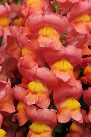 Photos von Blumenvarianten benutzt als: Topf und Beet Antirrhinum majus Maryland Orange