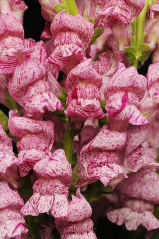 Photos von Blumenvarianten benutzt als: Topf und Beet Antirrhinum majus Purple Twist