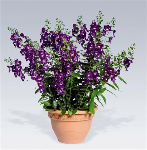 Photos von Blumenvarianten benutzt als: Topf, Beet, Terrasse Angelonia angustifolia pac® Adessa Deep Blue