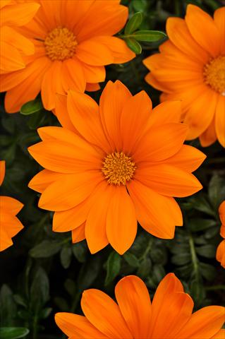 Photos von Blumenvarianten benutzt als: Beet- / Rabattenpflanze Gazania rigens New Day F1 Clear Orange