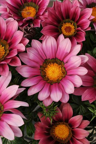 Photos von Blumenvarianten benutzt als: Beet- / Rabattenpflanze Gazania rigens New Day F1 Pink Shades