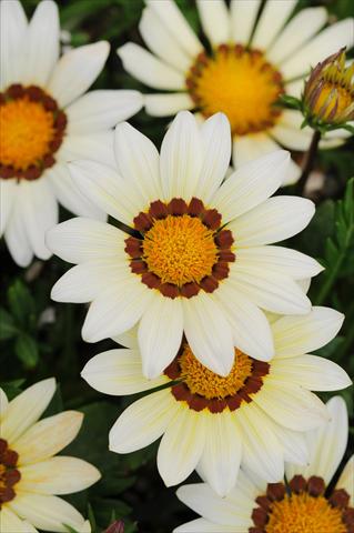 Photos von Blumenvarianten benutzt als: Beet- / Rabattenpflanze Gazania rigens New Day F1 White