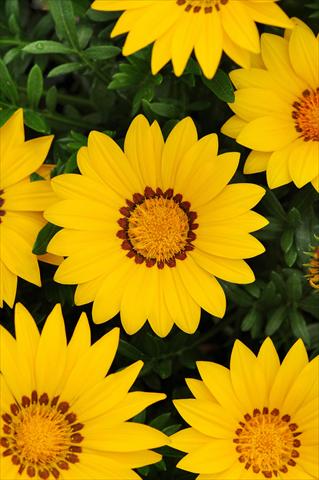 Photos von Blumenvarianten benutzt als: Beet- / Rabattenpflanze Gazania rigens New Day F1 Yellow