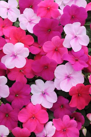 Photos von Blumenvarianten benutzt als: Topf und Beet Impatiens walleriana Impreza™ Passion Mixture