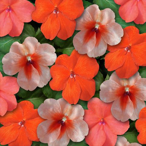 Photos von Blumenvarianten benutzt als: Topf und Beet Impatiens walleriana Super Elfin™ XP Sedona Mixture