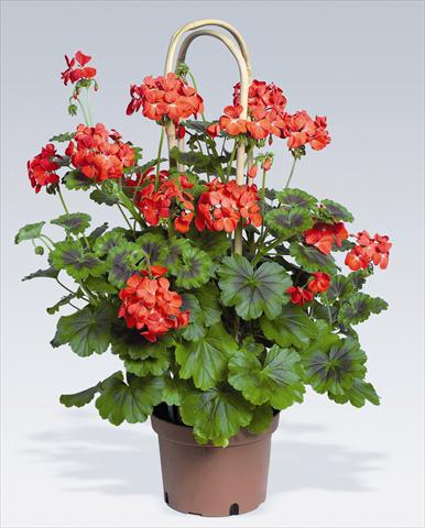 Photos von Blumenvarianten benutzt als: Topf, Beet, Terrasse Pelargonium zonale pac® Antik Scarlet