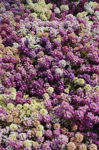 Photos von Blumenvarianten benutzt als: Topf und Beet Lobularia maritima Easter Bonnet Formula Mixture Improved