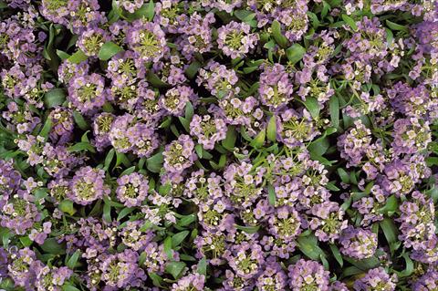 Photos von Blumenvarianten benutzt als: Topf und Beet Lobularia maritima Easter Bonnet Lavender
