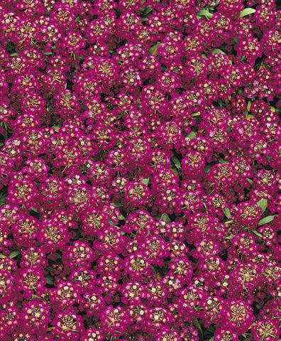 Photos von Blumenvarianten benutzt als: Topf und Beet Lobularia maritima Easter Bonnet Violet