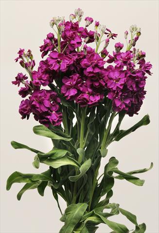 Photos von Blumenvarianten benutzt als: Beet- / Rabattenpflanze Matthiola incana Katz Purple