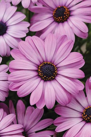 Photos von Blumenvarianten benutzt als: Topf und Beet Osteospermum ecklonis Akila Lavender Shades