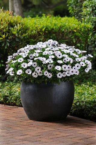 Photos von Blumenvarianten benutzt als: Topf und Beet Osteospermum ecklonis Akila White