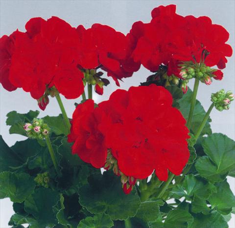 Photos von Blumenvarianten benutzt als: Topf, Beet, Terrasse Pelargonium zonale pac® Anthony