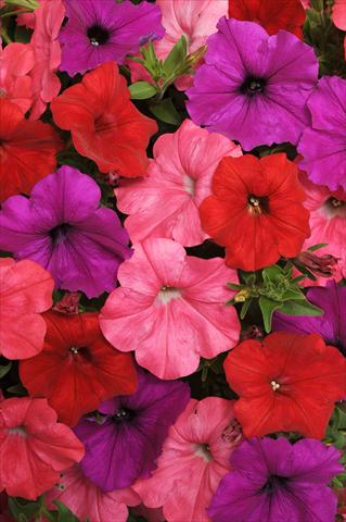 Photos von Blumenvarianten benutzt als: Topf, Beet, Terrasse, Ampel Petunia x hybrida Easy Wave™ South Beach Mixture