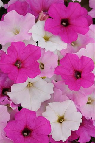 Photos von Blumenvarianten benutzt als: Topf, Beet, Terrasse, Ampel Petunia x hybrida Easy Wave™ Sweet Tart Mixture