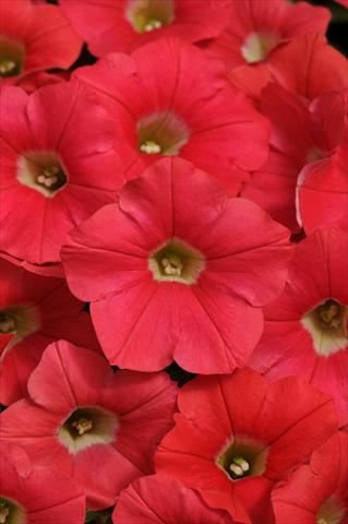 Photos von Blumenvarianten benutzt als: Topf, Beet, Terrasse, Ampel Petunia x hybrida Shock Wave™ Coral Crush