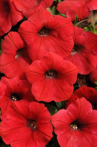 Photos von Blumenvarianten benutzt als: Topf, Beet, Terrasse, Ampel Petunia x hybrida Shock Wave™ Red