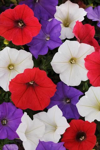 Photos von Blumenvarianten benutzt als: Topf, Beet, Terrasse, Ampel Petunia x hybrida Shock Wave™ Volt Mixture