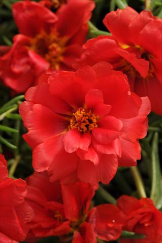Photos von Blumenvarianten benutzt als: Beet, Terrasse, Ampel Portulaca Happy Hour Deep Red