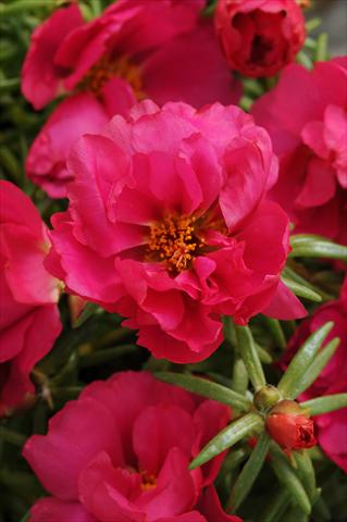 Photos von Blumenvarianten benutzt als: Beet, Terrasse, Ampel Portulaca Happy Hour Fuchsia