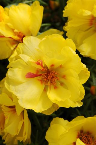 Photos von Blumenvarianten benutzt als: Beet, Terrasse, Ampel Portulaca Happy Hour Lemon