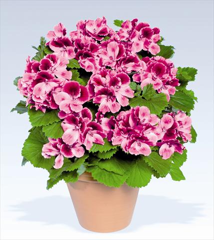 Photos von Blumenvarianten benutzt als: Topf, Beet, Terrasse Pelargonium grandiflorum pac® Aristo® Candy