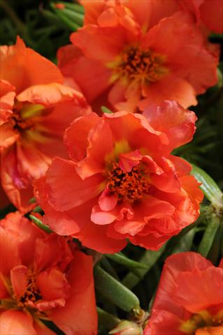 Photos von Blumenvarianten benutzt als: Beet, Terrasse, Ampel Portulaca Happy Hour Orange