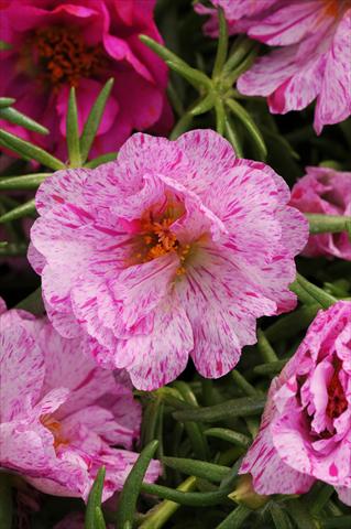 Photos von Blumenvarianten benutzt als: Beet, Terrasse, Ampel Portulaca Happy Hour Peppermint