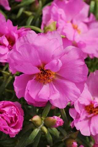Photos von Blumenvarianten benutzt als: Beet, Terrasse, Ampel Portulaca Happy Hour Rosita