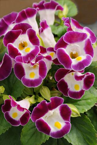 Photos von Blumenvarianten benutzt als: Topf, Beet, Terrasse Torenia Kauai Burgundy