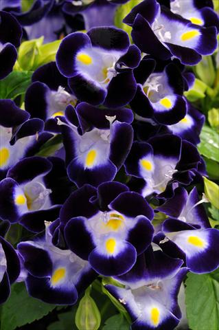 Photos von Blumenvarianten benutzt als: Topf, Beet, Terrasse Torenia Kauai Deep Blue