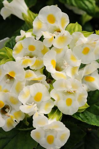 Photos von Blumenvarianten benutzt als: Topf, Beet, Terrasse Torenia Kauai Lemon Drop