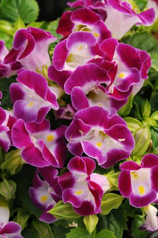 Photos von Blumenvarianten benutzt als: Topf, Beet, Terrasse Torenia Kauai Magenta