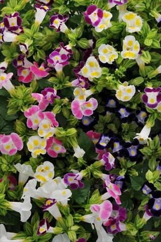 Photos von Blumenvarianten benutzt als: Topf, Beet, Terrasse Torenia Kauai Mixture