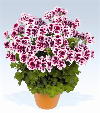 Photos von Blumenvarianten benutzt als: Topf, Beet, Terrasse Pelargonium grandiflorum pac® Candy Flowers Bicolor