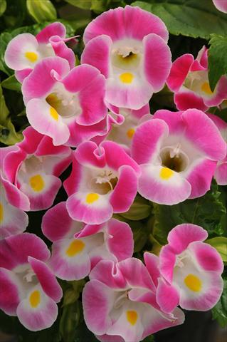 Photos von Blumenvarianten benutzt als: Topf, Beet, Terrasse Torenia Kauai Rose