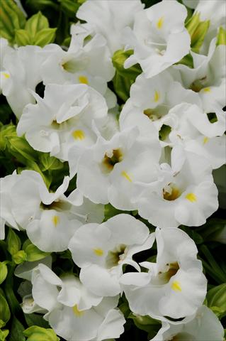 Photos von Blumenvarianten benutzt als: Topf, Beet, Terrasse Torenia Kauai White