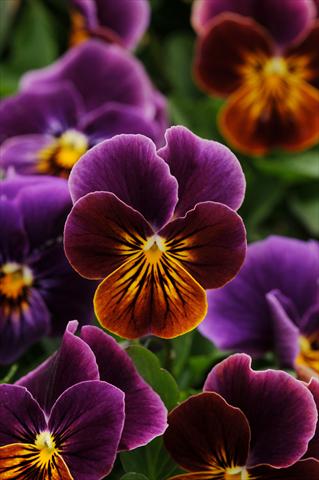 Photos von Blumenvarianten benutzt als: Topf und Beet Viola cornuta Sorbet™ Antique Shades Improved