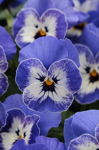Photos von Blumenvarianten benutzt als: Topf und Beet Viola cornuta Sorbet™ Delft Blue XP