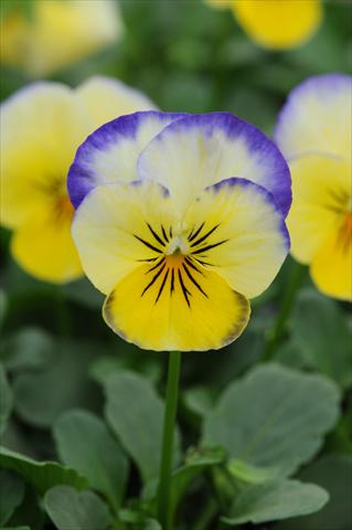 Photos von Blumenvarianten benutzt als: Topf und Beet Viola cornuta Sorbet™ Lemon Blueberry Swirl