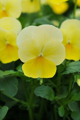 Photos von Blumenvarianten benutzt als: Topf und Beet Viola cornuta Sorbet™ Lemon Chiffon Improved