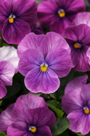 Photos von Blumenvarianten benutzt als: Topf und Beet Viola cornuta Sorbet™ Purple Ice XP Improved