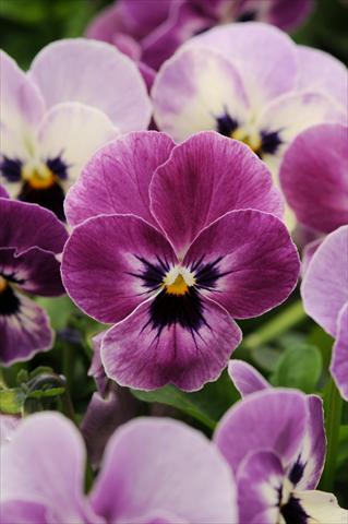 Photos von Blumenvarianten benutzt als: Topf und Beet Viola cornuta Sorbet™ Raspberry XP