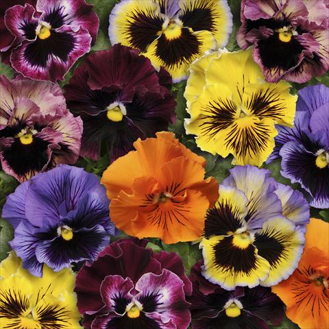 Photos von Blumenvarianten benutzt als: Topf und Beet Viola wittrockiana Frizzle Sizzle Mixture Improved