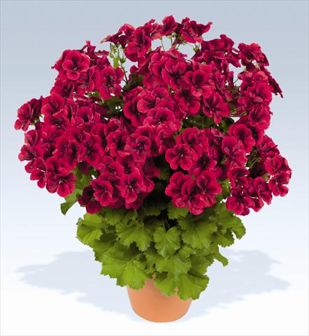 Photos von Blumenvarianten benutzt als: Topf, Beet, Terrasse Pelargonium grandiflorum pac® Candy Flowers Bright Red