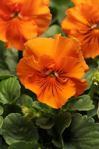 Photos von Blumenvarianten benutzt als: Topf und Beet Viola wittrockiana Frizzle Sizzle Orange